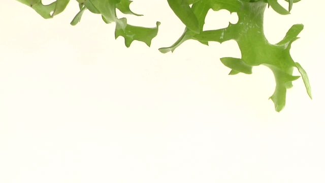video in movimento insalata riccia