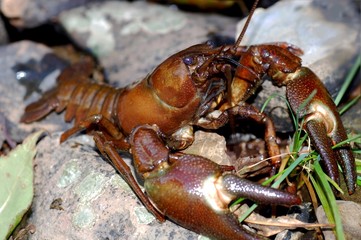 Signalkrebs, Pacifastacus leniusculus