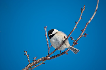 Black-capped Chickadee on a Branch
