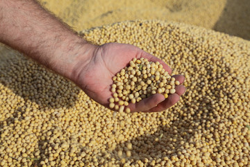 Harvest, heap of soy beans and human hand