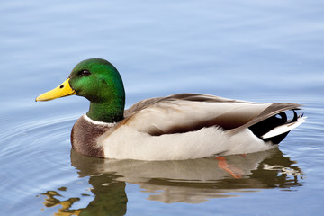 Closeup on Mallard Duck in the Water
