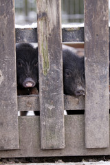 Minischweine hinter einem Zaun