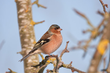 Fringilla coelebs (m) - Pinson des arbres - Common Chaffinch