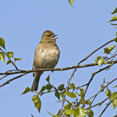 Fringilla coelebs (f) - Pinson des arbres - Common Chaffinch