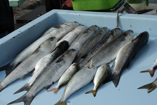 Mulet,cri&eacute;e de marseille