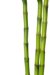 Fototapeta premium green bamboo