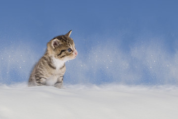 kätzchen im Schnee