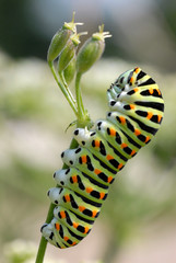 Chenille du papillon Machaon sur une tige