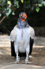 Vautour pape au sol vu de face -Sarcoramphus papa-