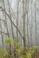 Tuinposter forest in the fog © Dusan Kostic