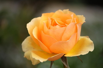 オレンジの薔薇