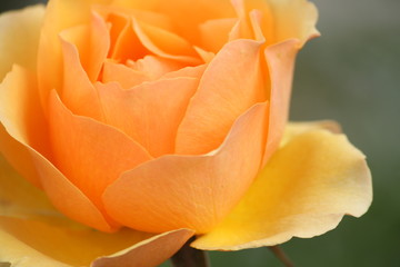 オレンジの薔薇