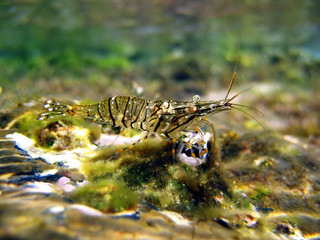 Underwater view of a Brown shrimp, Crangon crangon, Mediterranean sea, Roussillon, Vermilion coast, France