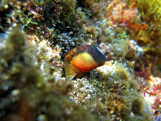 Fototapeta na wymiar Caneva's Blenny fish partially hidden in his hole, Mediterranean sea,Vermilion coast, Roussillon, France