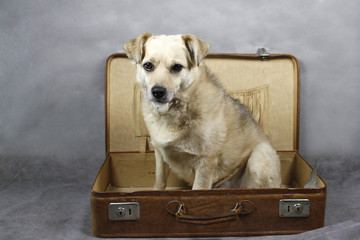 Hund in einem antiken Koffer