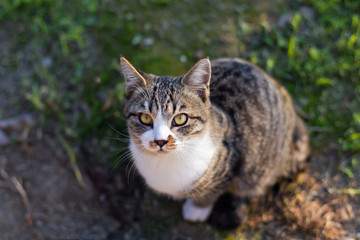 カメラ目線の子猫