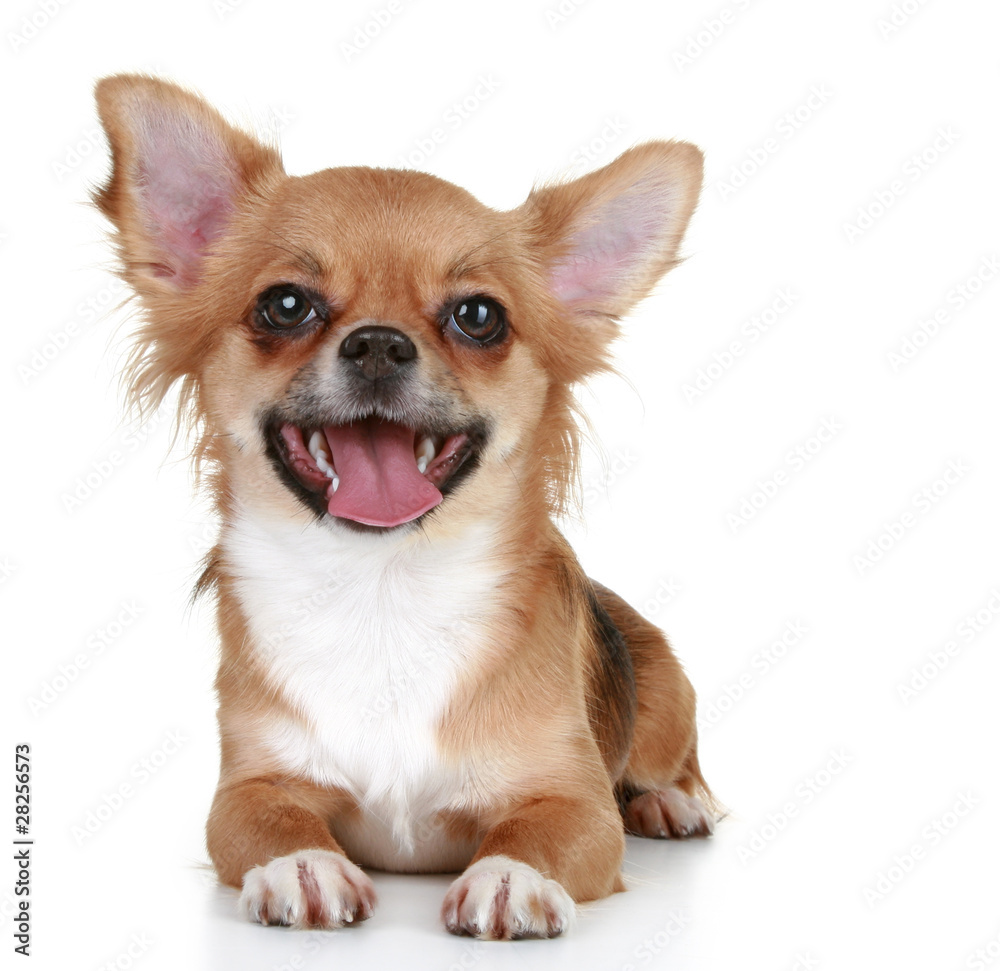 Wall mural brown long-haired chihuahua puppy