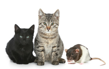 Two charming multi-colored cats and a rat