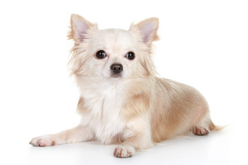 Chihuahua puppy lying on a white background