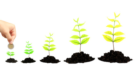 Tree growing from coins .