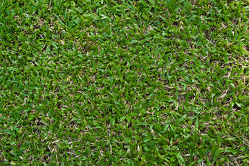 Green grass background