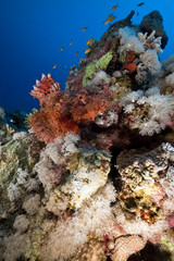 smallscale scorpionfish and coral