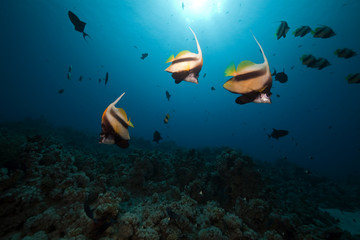 Fototapeta premium Bannerfish and ocean.