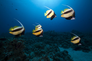 Bannerfish and ocean.