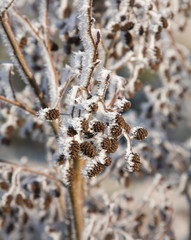 Alder in needle-like hoar frost; sunny;