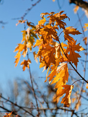 Golden tree branch