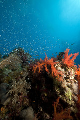 Naklejka na ściany i meble ocean, coral and fish