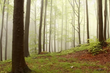 Fototapeten Frühlingsbuchenwald mit Nebel, der sich zwischen den Bäumen bewegt © Aniszewski