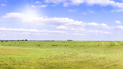 Fototapeta na wymiar Yellow field of haystacks under blue sky.