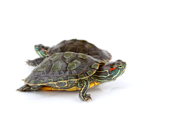 Obraz premium turtles