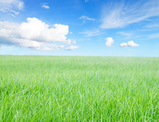 Fototapeta na wymiar Green grass field under midday sun on blue sky.