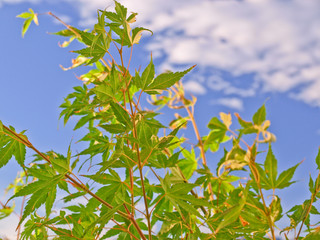green leaves, blue sky