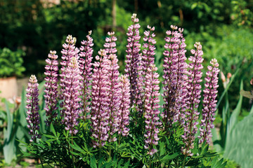 Plant of violet wild lupine in summer