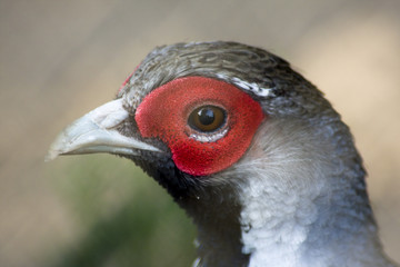 czerwony ptak