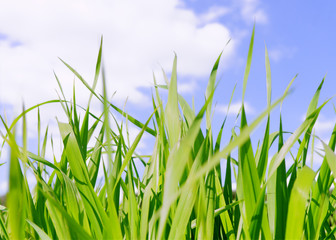 Green grass field under midday sun in blue sky.