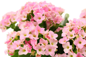 flower pink