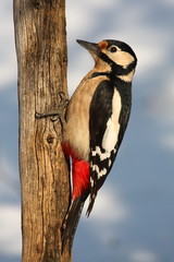Great spotted woodpecker