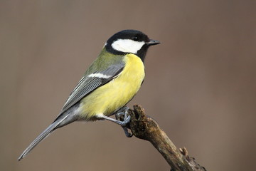 Coal tit