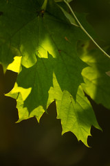 Translucent green leaves on a defocused background