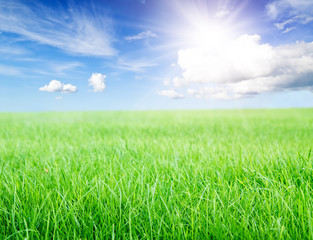 Fototapeta na wymiar Green grass field under midday sun on blue sky.