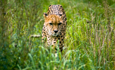 cheetah