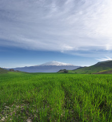 Green Grass, White Mountain And Blue Sky