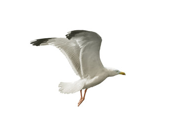 Möwe im Flug.