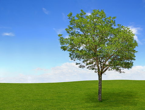 Acacia isol&eacute;