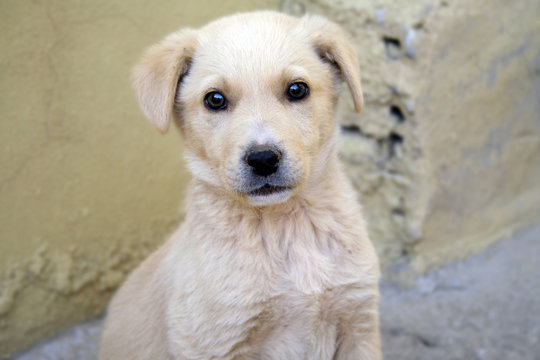 sarı yavru k&ouml;pek