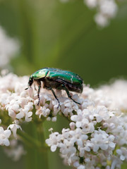 Green bug covered with pollen sits on a white lilac flower